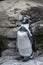 Humboldt penguin