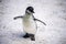 Humboldt penguin aka Spheniscus humboldti is a South American penguin living mainly in the Pinguino de Humbold National Reserve in