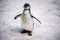 Humboldt penguin aka Spheniscus humboldti is a South American penguin living mainly in the Pinguino de Humbold National Reserve in