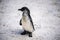 Humboldt penguin aka Spheniscus humboldti is a South American penguin living mainly in the Pinguino de Humbold National Reserve in