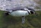 Humboldt penguin bird spectacle Chile Peru flightless