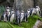 Humboldt penguin, Calgary Zoo, Calgary, Alberta, Canada