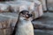 Humboldt penguin close-up