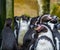 Humboldt penguin in close up with a large colony of penguins in the background, Threatened bird with vulnerable status