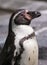 Humboldt penguin closeup portrait