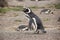 Humboldt penguin in colony walking and calling