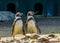 Humboldt penguin couple standing together at the shore, Semi aquatic birds, Vulnerable animal specie from South america