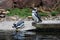 Humboldt penguin couple taking a bath