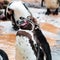 Humboldt penguin drying itself after a swim