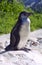 The Humboldt penguin is a flightless bird beak Chile Peru