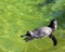 Humboldt Penguin having a swim