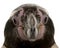 Humboldt Penguin head, Spheniscus humboldti