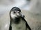 Humboldt penguin headshot