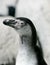 Humboldt penguin headshot