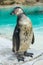 Humboldt penguin with its eyes closed.