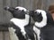 Humboldt penguin looking out at the world