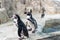 Humboldt penguin, Peruvian penguin