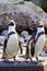 Humboldt penguin posing