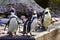 Humboldt penguin posing