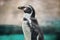 Humboldt penguin posing laterally