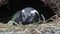 Humboldt Penguin relaxing in its cave