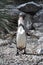 Humboldt penguin singing