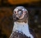 Humboldt Penguin Speniscus Humbolti Looking at You