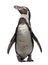 Humboldt Penguin, Spheniscus humboldti