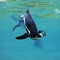 Humboldt Penguin, spheniscus humboldti, Adult catching Fish, Underwater View