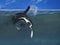 Humboldt Penguin, spheniscus humboldti, Adult fishing