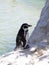 Humboldt penguin, spheniscus humboldti, nestles on the west coast of South America, on the rocks and cliffs in Peru and Chile