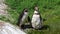 Humboldt penguin, Spheniscus humboldti or Peruvian penguin