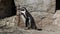 Humboldt penguin, Spheniscus humboldti or Peruvian penguin