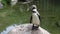 Humboldt penguin, Spheniscus humboldti or Peruvian penguin