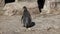 Humboldt penguin, Spheniscus humboldti or Peruvian penguin