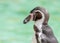 Humboldt Penguin (Spheniscus humboldti) - Playful Coastal Bird