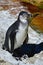 Humboldt penguin Spheniscus humboldti standing on rocky shore of artificial pond