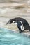 Humboldt penguin Spheniscus humboldti stay on bank ready to jump into water