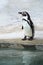 Humboldt penguin Spheniscus humboldti stay on bank ready to jump into water