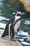 Humboldt  penguin standing near of water