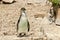 Humboldt Penguin standing on a rock