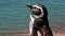 Humboldt Penguin taking a sun bath