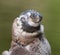 Humboldt penguin, young one