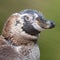 Humboldt penguin, young one