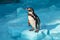 Humboldt penguin in Zoo