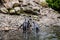 Humboldt penguins atthe rocks near the water