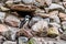 Humboldt penguins atthe rocks near the water