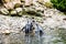 Humboldt penguins atthe rocks near the water