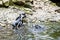 Humboldt penguins atthe rocks near the water