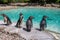 Humboldt penguins by a pool
